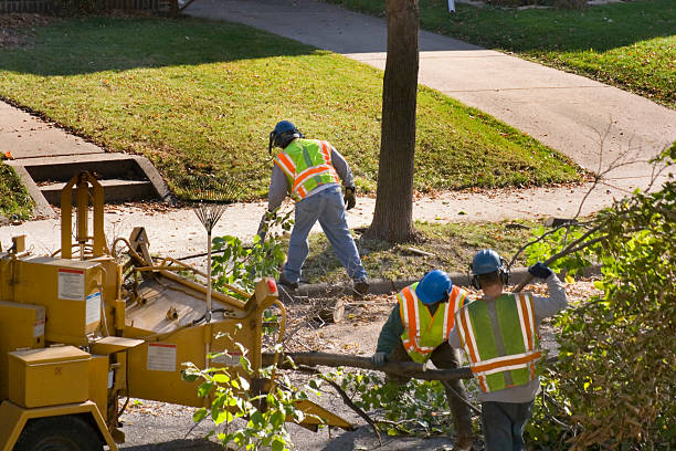 How Our Tree Care Process Works  in Washington Park, FL